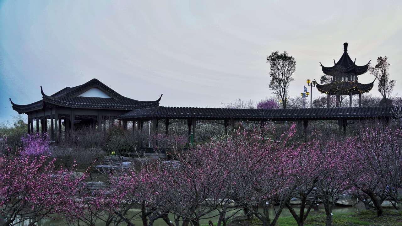 今日梅花灣